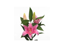 Liliums La | Flor Natural | Ramo De 10 Tallos | 80cm De Alto Oriental Rosa