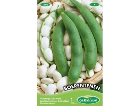 Sementes  Feijoca