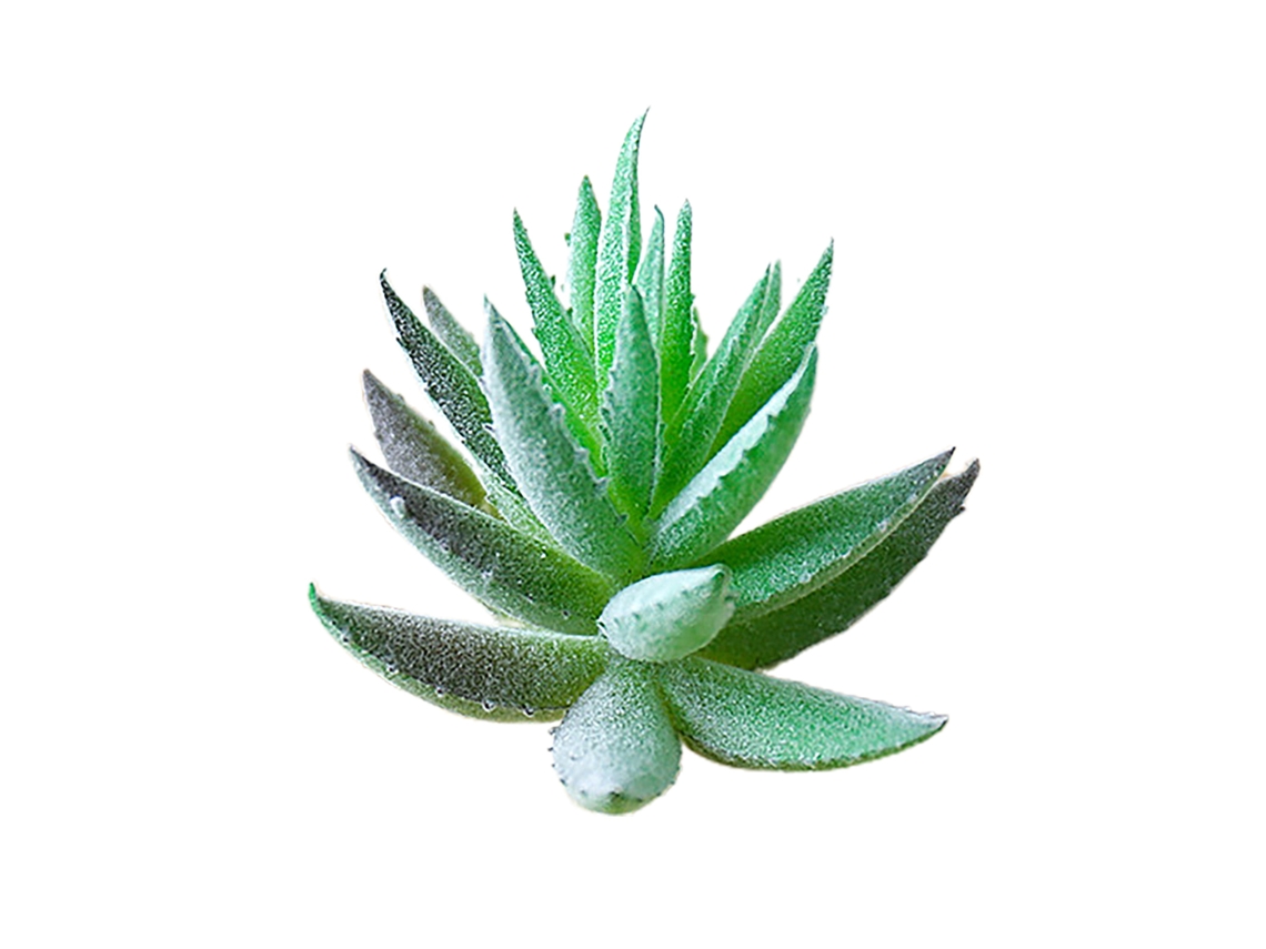 Planta Suculenta Aloe Vera Decorativa Criativa