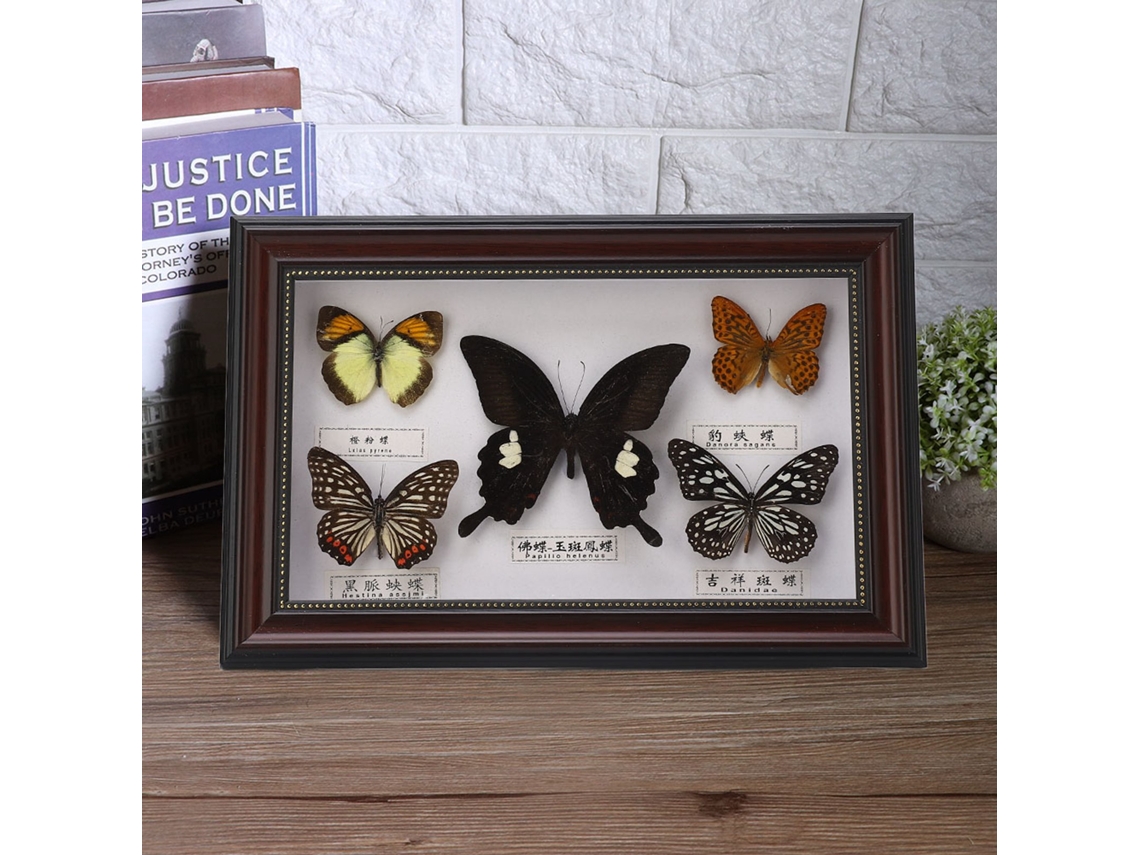 Espécime Borboleta Exquistita Aniversário Decoração Casa Moldura Preta