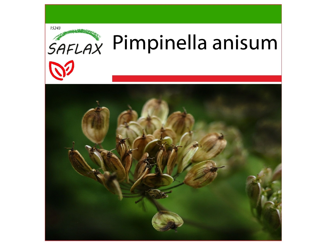 SAFLAX Anis Pimpinella Anisum 200 Sementes com Substrato de Cultivo Livre de Germes