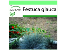 SAFLAX Garden To Go Grama de Festuca Azul Festuca Glauca 50 Sementes com Vaso Tampa Climática e Substrato de Cultivo