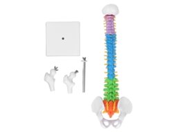 Modelo de Coluna Vertebral PVC 45cm com Ossos Femur | S/MARCA