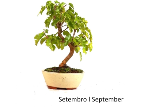 Plantas Naturais 