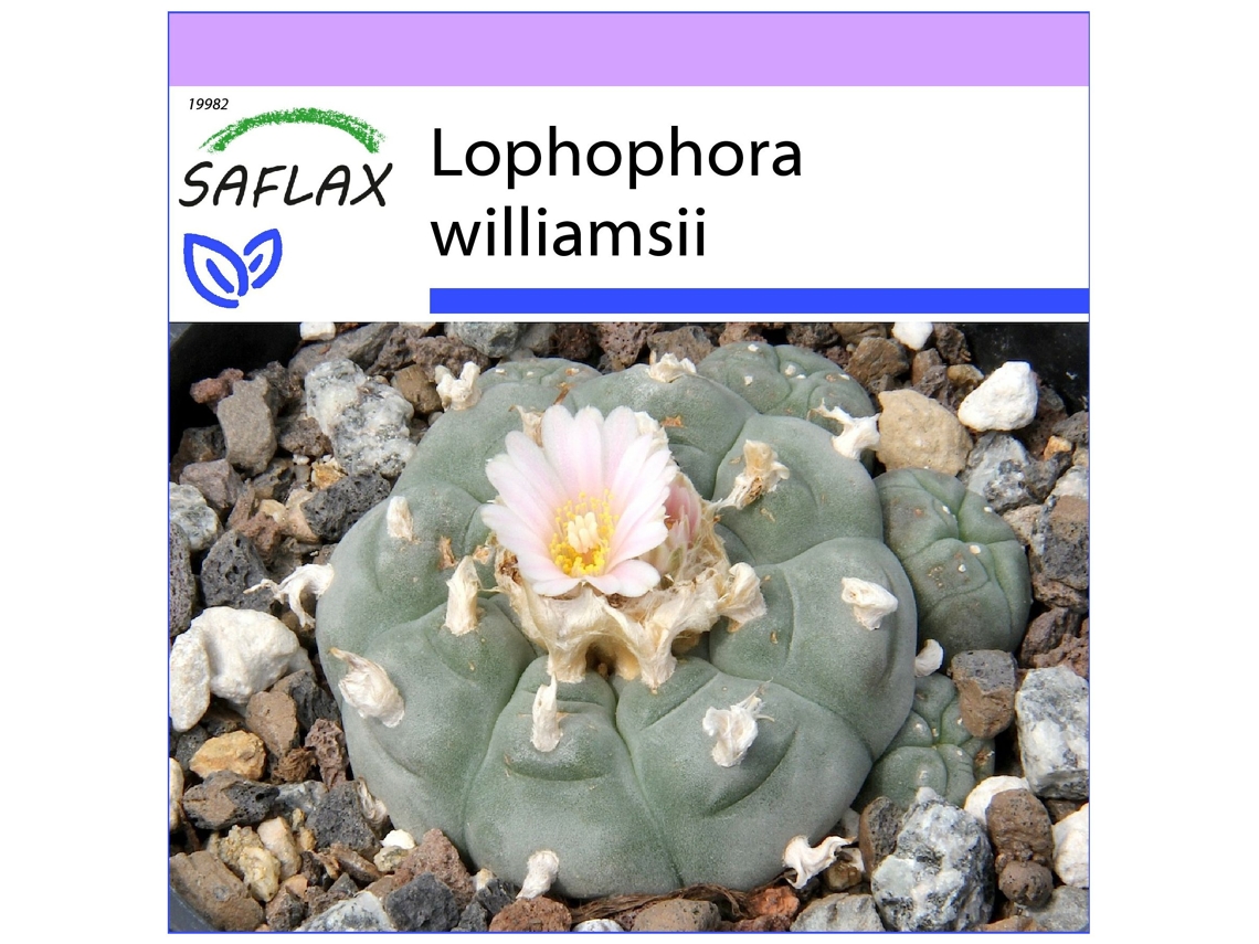 SAFLAX Cacto Peyotl Lophophora Williamsii 20 Sementes