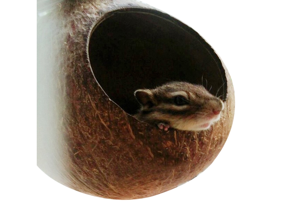 Casa De Coco Natural Para Pássaros E Hamsters