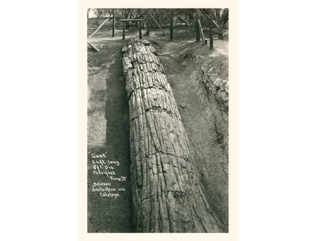 Livro Vintage Journal Giant Petrified Log, Santa Rosa De Found Image Press (inglês)