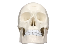 Modelo de Crânio Humano 1:1 Removível em Pvc com 3 Partes para Ensino de Anatomia