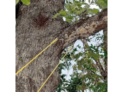 Sierra De Cadena Con Cuerda Para Árboles 48 Pulgadas De Alcance Alto De Doble Lado Herramienta Portátil