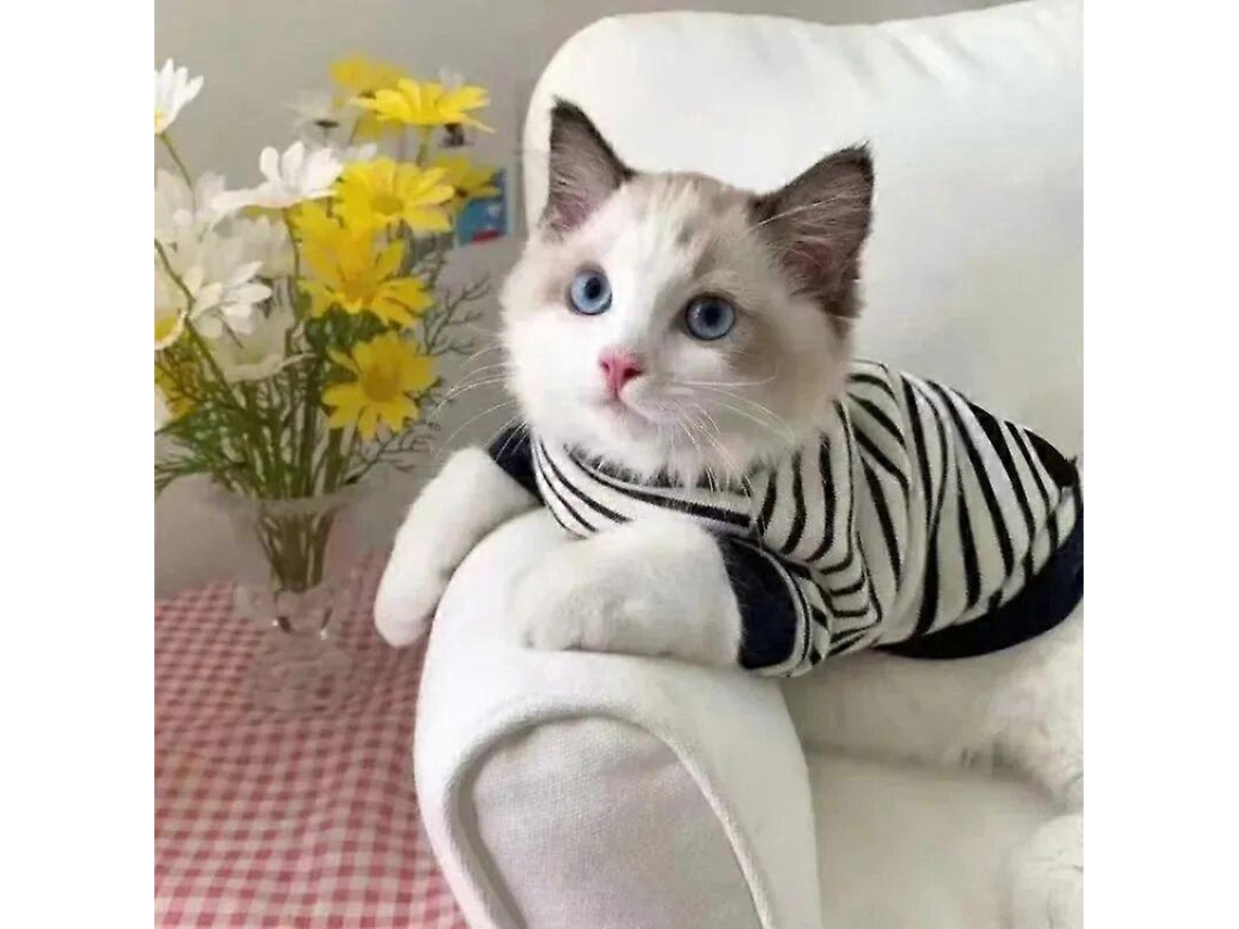 Roupa Sazonal Para Cães E Gatos Com Duas Pernas