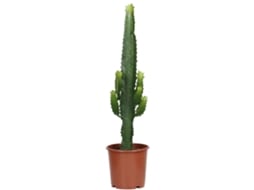 Planta Natural BIOMAPLANTS Euphorbia Acrurensis (50-60 cm - Vaso 17 cm)