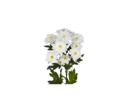 Margarida Crisântemo | Flor Natural | Crisântemo Euro | Buquê de 5 hastes | 70cm de altura Branco