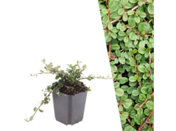 12 Plantas de Cotoneaster, Cotoneaster Praecox 'queen Of Carpets', Cobertura Resistente, Perenes, PLANTS BY FRANK