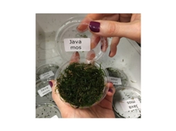 Vesicularia Dubyana / Jawa Moss