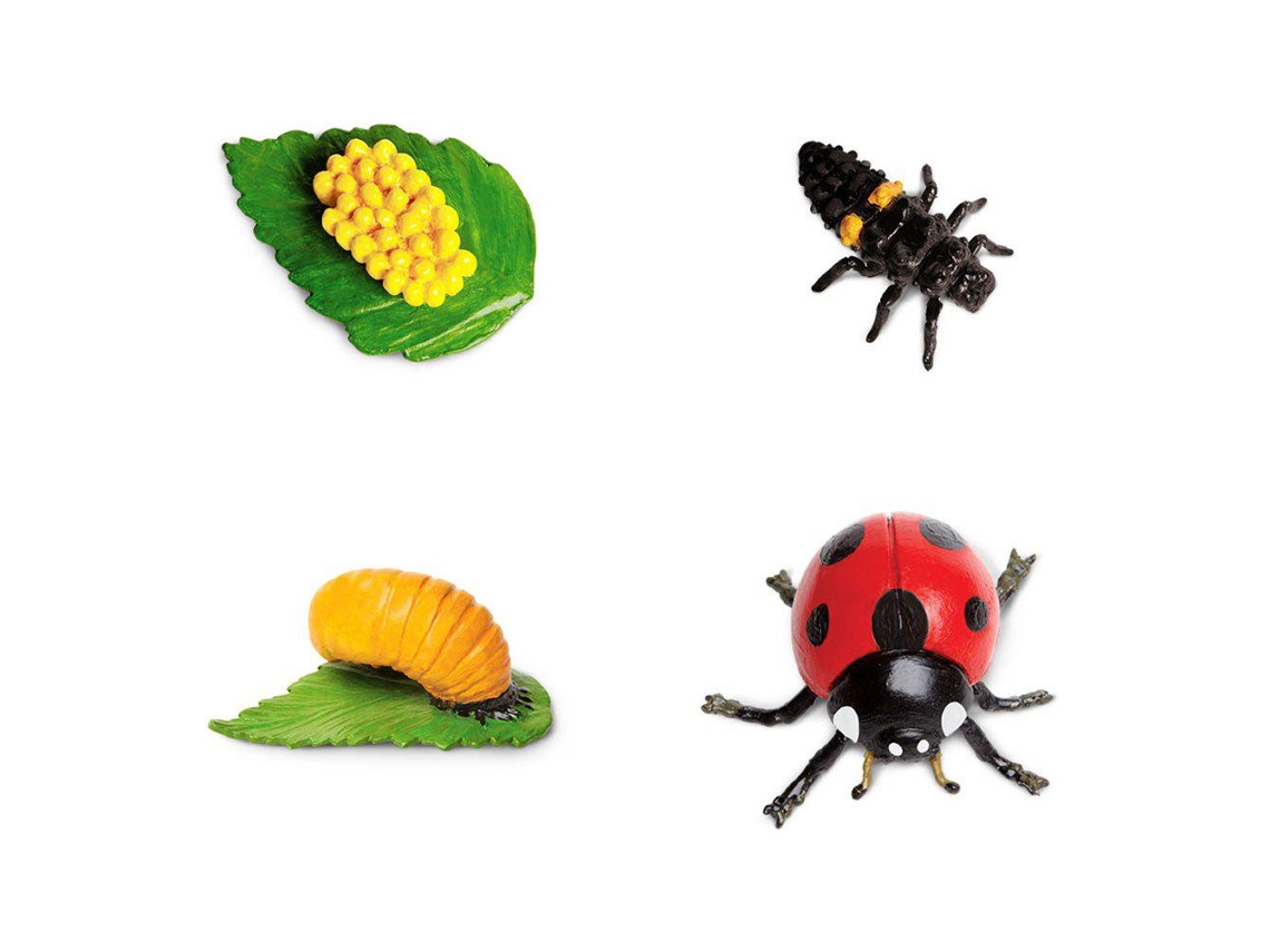 SAFARI Life Cycle Of a Ladybug