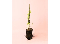 Planta De Mirtilos | Plantas Naturais Para Exterior | Pur Plant
