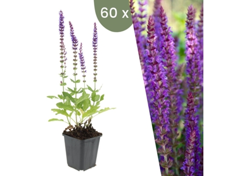| 60 Plantas De Sálvia | Salvia Nemorosa Ostfriesland | Cobertura Do Solo Hardy | Perenes Hardy | Plantas De Jardim Hardy Plants By Frank