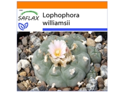 SAFLAX Garden In The Bag Cacto Peyotl Lophophora Williamsii 20 Sementes com Substrato de Cultivo em Saco Prático e Automontante