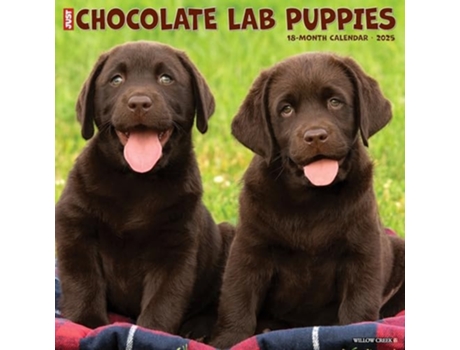 Livro Just Chocolate Lab Puppies 2025 12 X 12 Wall Calendar de Willow Creek Press (Inglês)