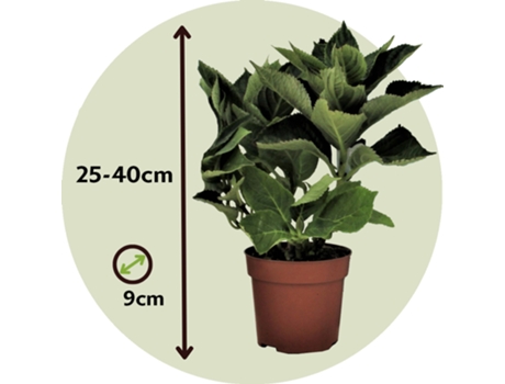 Hortênsias PLANT IN A BOX Hydrangea Macrophylla Bavaria Conjunto de 6 Pote 9Cm Altura 25-40Cm