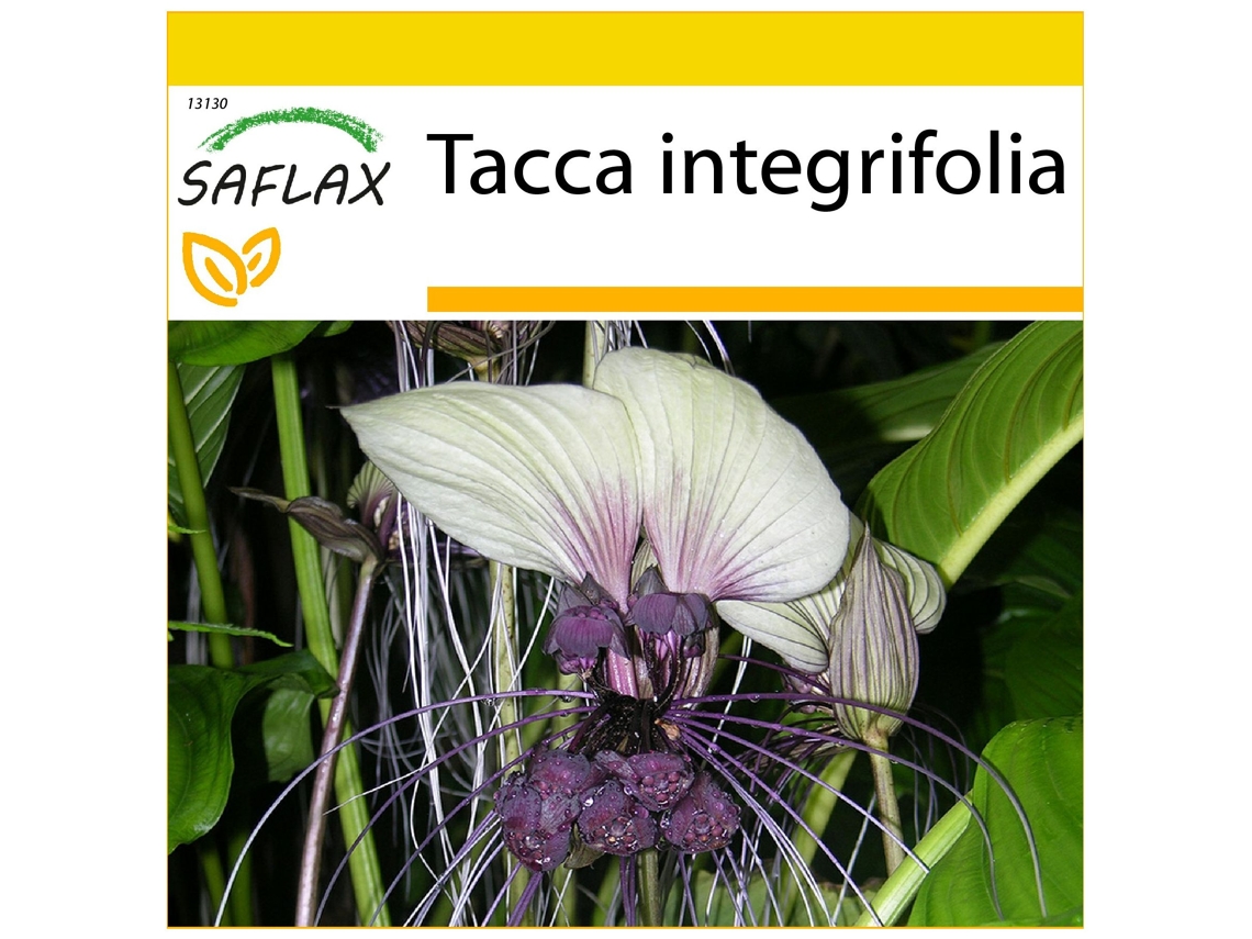 SAFLAX Conjunto de Cultivo Flor de Morcego Branca Tacca Integrifolia 10 Sementes com Mini Estufa Substrato de Cultivo e 2 Vasos