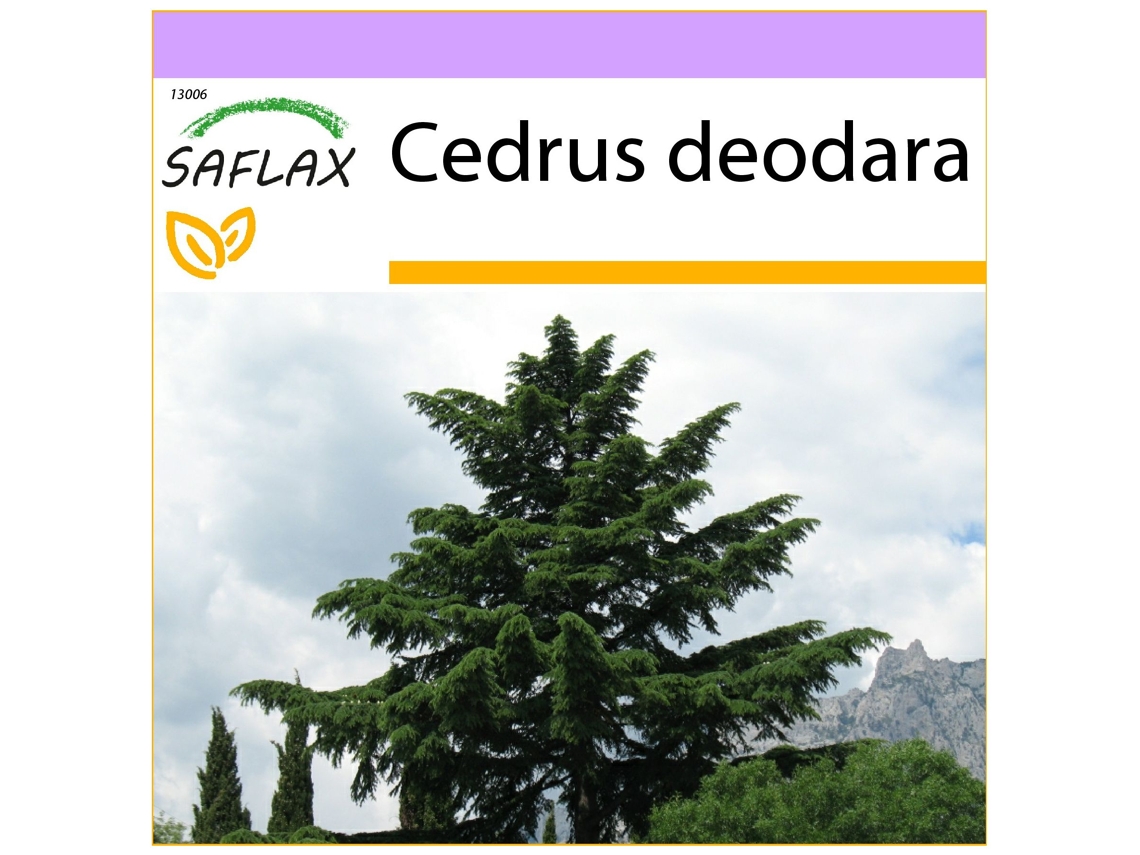 SAFLAX Cedro Do Himalaia Cedrus Deodara 35 Sementes