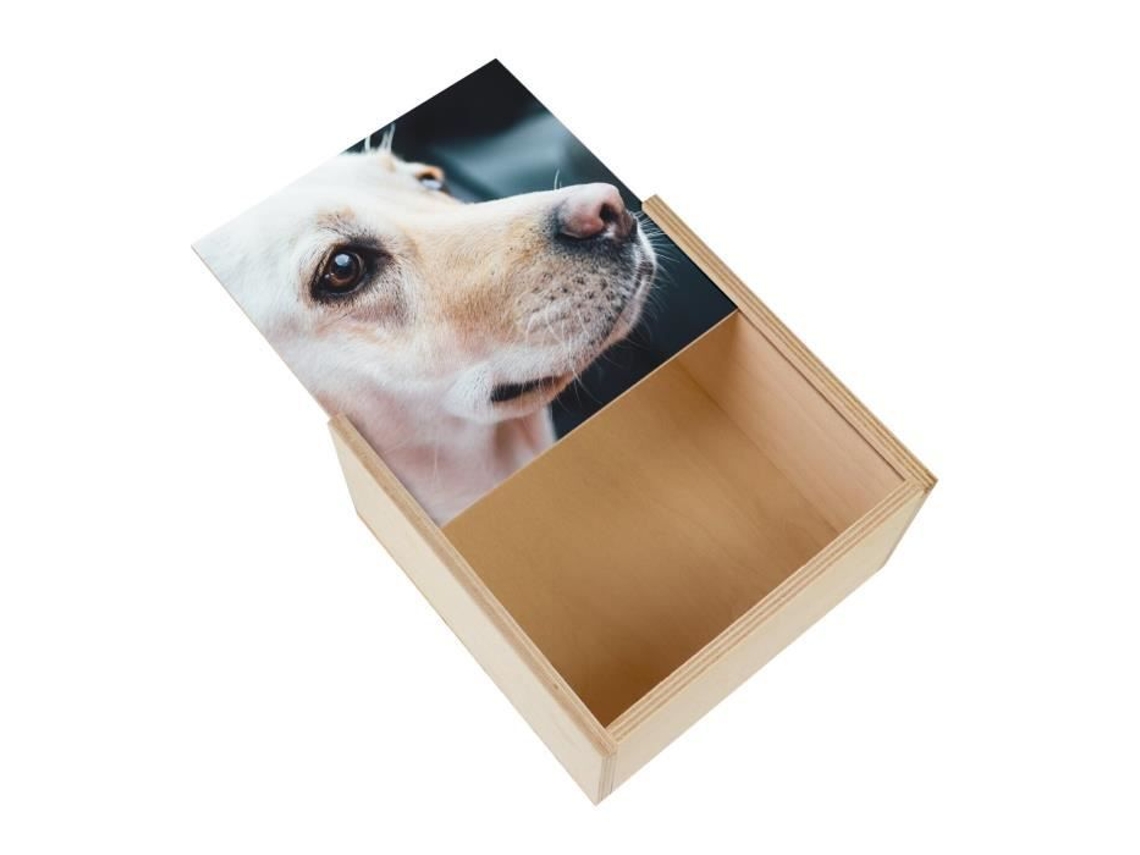 Caixa de Madeira Close-Up Jovem Cão Labrador Branco Vida Animal 11 X 11 X 3 5 Cm FABULOUS