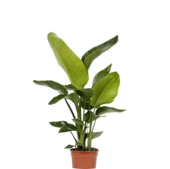 Plantas Naturais