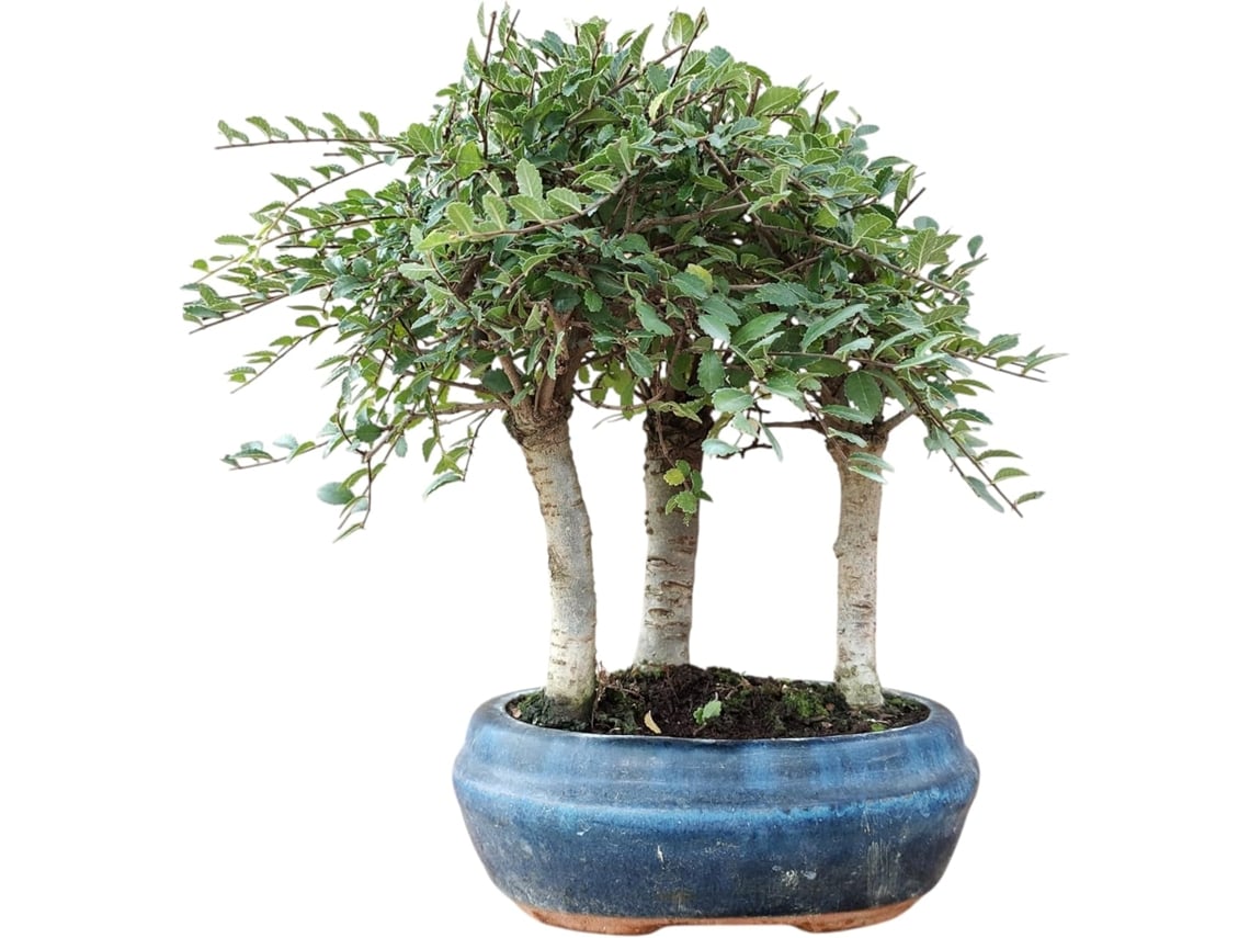 Bonsai De Zelkovas Estilo Bosque Com 6 Anos E Folhagem Densa