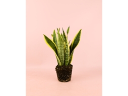 Sansevieria Trifasciata | Planta Natural De Interior Resistente | Pur Plant