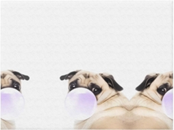 Colcha de Flanela com Estampa Pug Macia e Aconchegante para Sofá Quarto 101 6 X 76 2 Cm, Macio, Quente, Idea