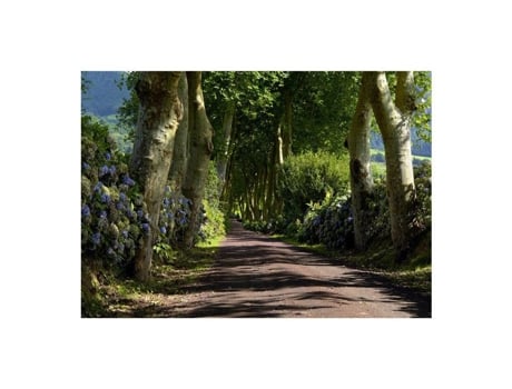 Alameda, Foto Mural Tecido Ag Art