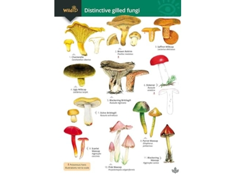 Livro Distinctive gilled fungi de Kibby, Geoffrey et al. (Inglês)