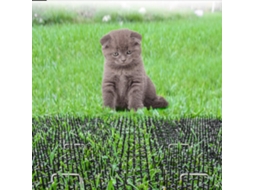 Tapetes Repelentes para Gatos e Cães com 10 Pinos Jardim