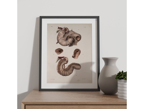 NACNIC Duodenum Poster Ilustrações Decorativas De Anatomia E Medicina Em Estilo Vintage Design E Decoração De Interiores Tamanho A3 Com Armação Branca
