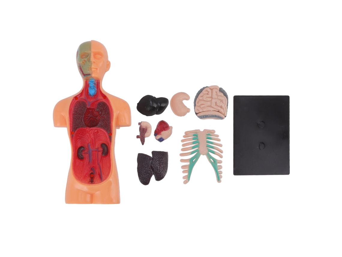 Mali modelo de Anatomia Humana Didático para Crianças 6 Anos+, com 7 Peças Removíveis