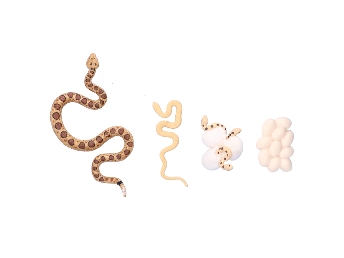 Modelo De Ciclo De Vida Do Cascabel Brinquedo Educativo Para Crianças Sobre O Crescimento Da Serpente
