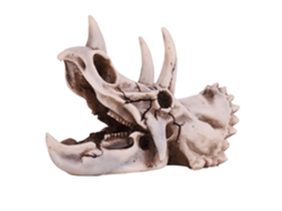Modelo Cabeça Triceratops Resina Decoração