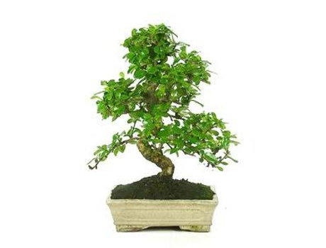 Bonsai Carmona Microphylla 10 Anos