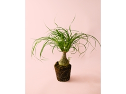 Pata De Elefante | Beaucarnea Recurvata | Planta De Interior Natural Pet Friendly | Pur Plant