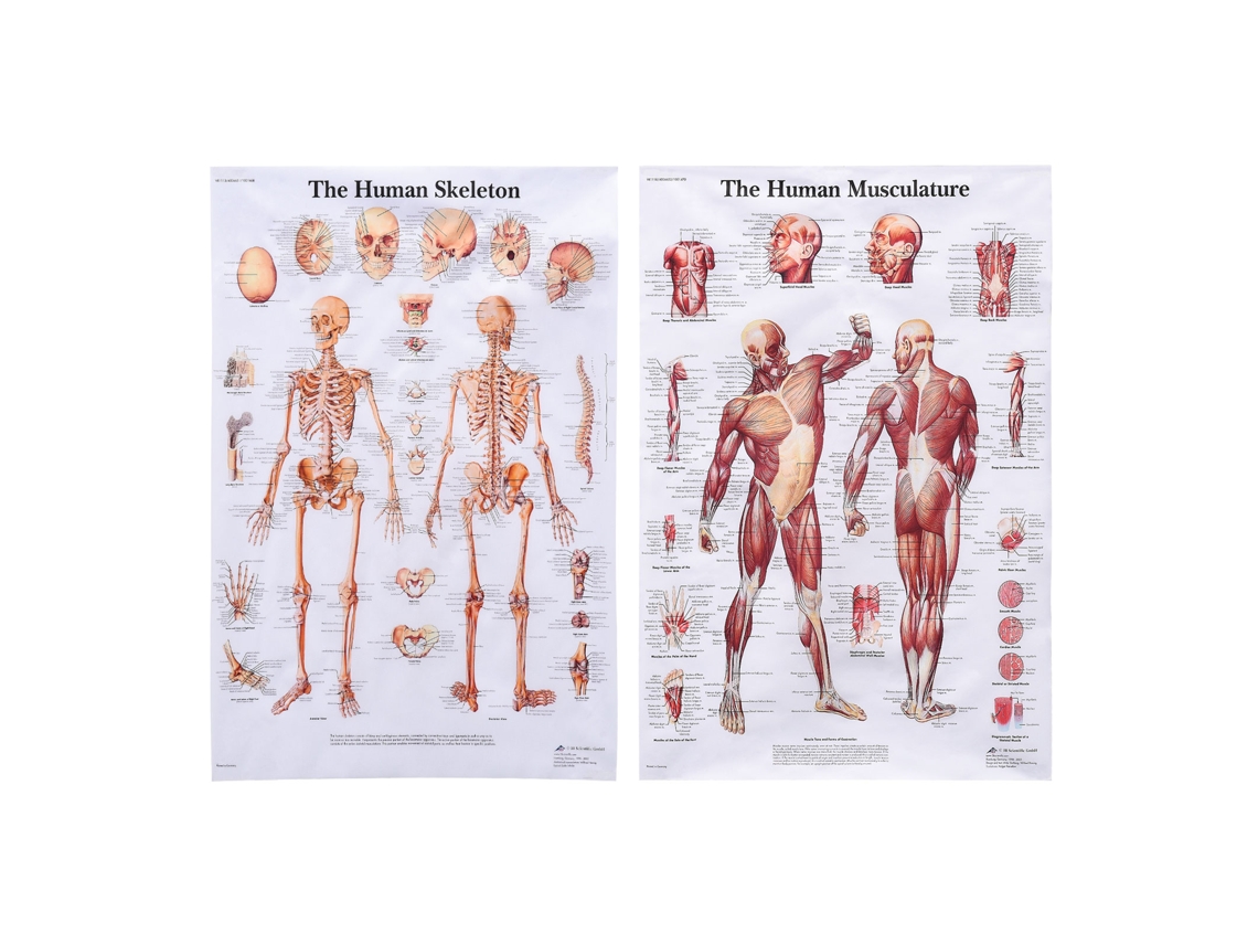 Produto Humano Músculo E Esqueleto