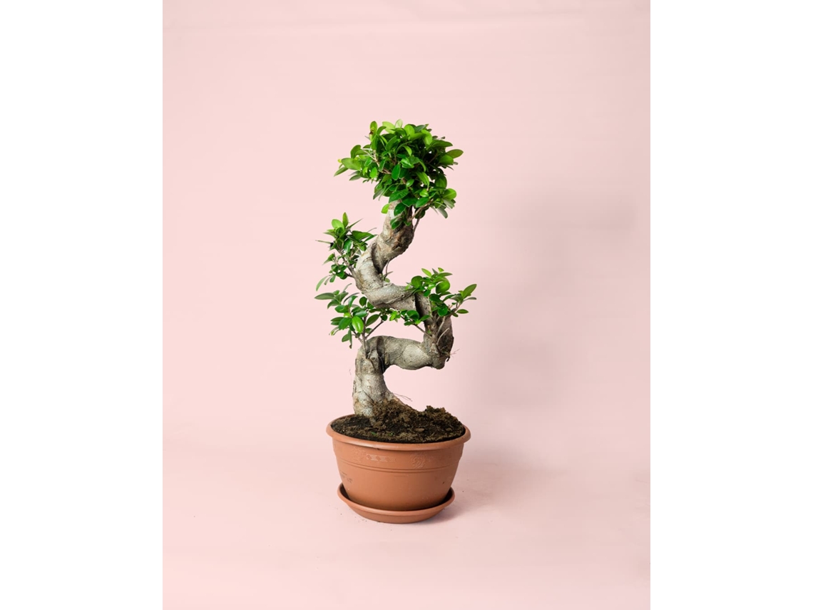 Bonsai Ficus Ginseng | Planta Natural De Interior Tronco Em S | Vaso Ø27 Cm | Pur Plant