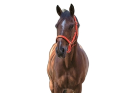 Cabresto para cavalos Norton Fluo