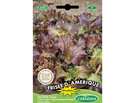 Sementes  Alface De Corte Frisada Da América