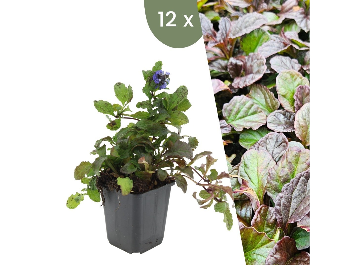 | 12 Plantas De Günsel | Ajuga Reptans | Cobertura Do Solo Resistente | Perenes Resistentes | Plantas De Jardim Resistentes Plants By Frank