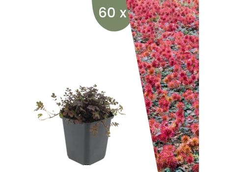 | 60 Plantas Erva Ouriço | Acaena Microphylla Kupferteppich | Cobertura Do Solo Resistente | Perene Resistente | Plantas De Jardim Plants By Frank