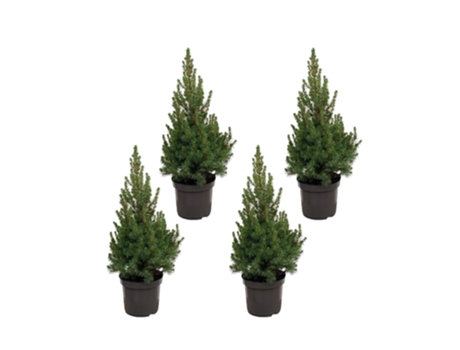 Pacote de Árvore de Natal Picea 4 Peças 60 Cm EVERSPRING