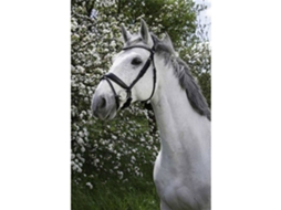Cabeçada Strass Verde Fullnorton Equestrian