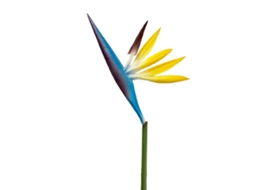 Laxiscreed Flor Artificial Bird Of Paradise Marine Blue Para Decoração De Interior