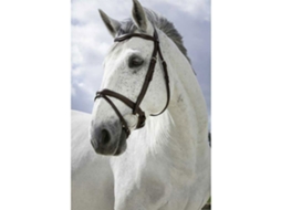 Cabeçada Combine Cinzento Cobnorton Equestrian